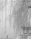 雪后清晨
