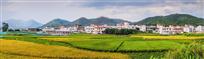 新村富宁