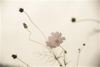 雾里看花
