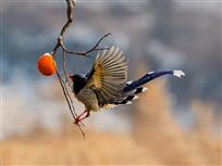 喜鹊登枝（红嘴蓝鹊）