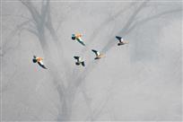 飞向丛林（赤麻鸭）