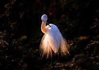 激情似火（白鹭求偶季）