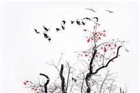 【柿柿如意】