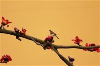 花开客自来