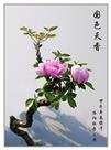 国色天香