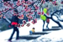瑞雪映红梅