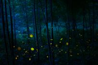 飞火流萤