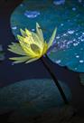 睡莲