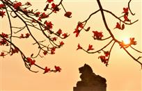 南国花雄
