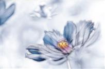 梦中的格桑花