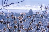 《泉山青花韵》
