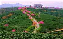 茶园春晓