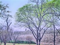 春风又绿明墙柳