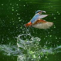 《翠鸟水晶巢》