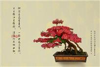 杜鹃花红
