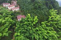 竹林深处有人家