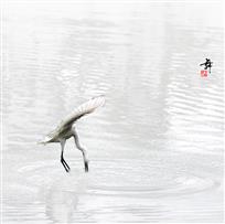 鹭舞