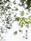 清影摇风