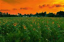 《夕阳下的向日葵》