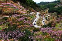 又是一年桃花开