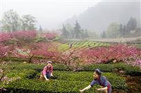 桃花三月釆茶忙