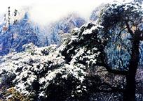 雪松