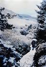 梦雪