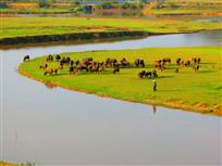 水岸牧牛