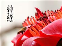 蜂花图