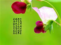 春意浓