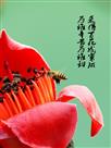 甜蜜使者