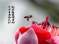 勤劳