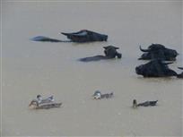 雨牛图