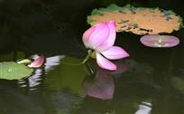 《花枝叶》