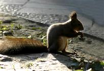 吃食