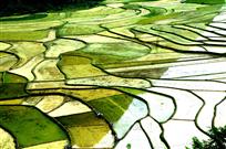 田园春韵