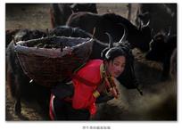 背牛粪的藏族姑娘
