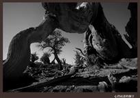 心仍站着的倒下