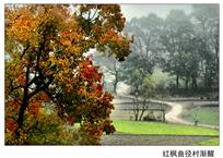 红枫曲径村渐醒