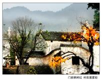 门前枫树红&nbsp;村后晨雾轻