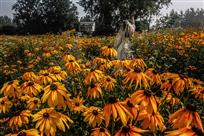 回到故乡的新娘