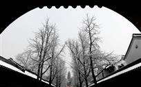 虎丘雪韵