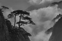 黄山奇松