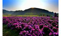 仙山菊海