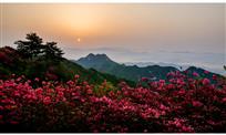 迎日杜鹃分外艳