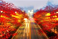 木棉花开桂城美