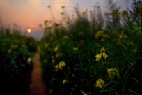 夕阳下的油菜花