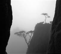 黄山松