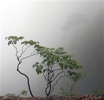 雾里小树