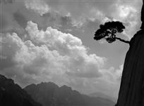 云端上峭壁松